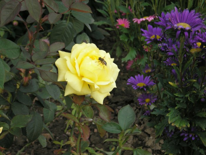 PA070796.jpg